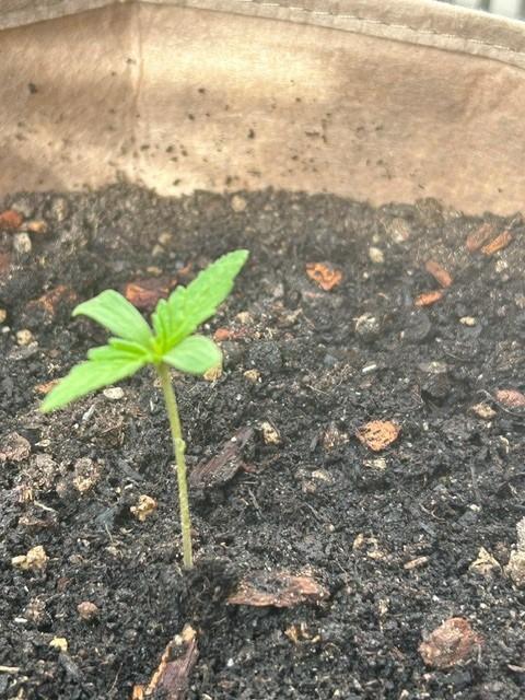 Desert Skunk. Week 2