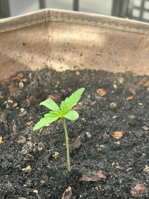 Desert Skunk. Week 2