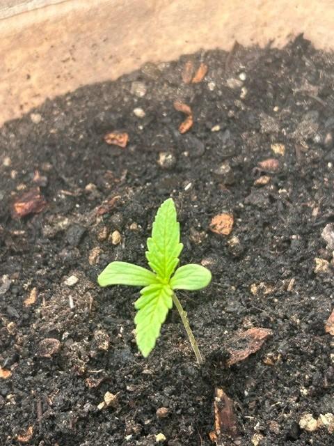 Desert Skunk. Week 2