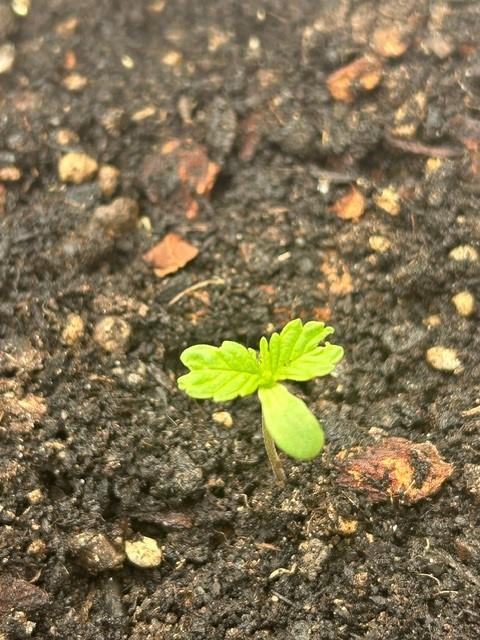 Desert Skunk. Week 2