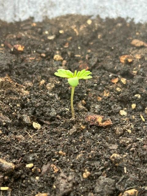 Desert Skunk. Week 2