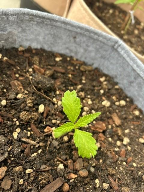 Desert Skunk. Week 3