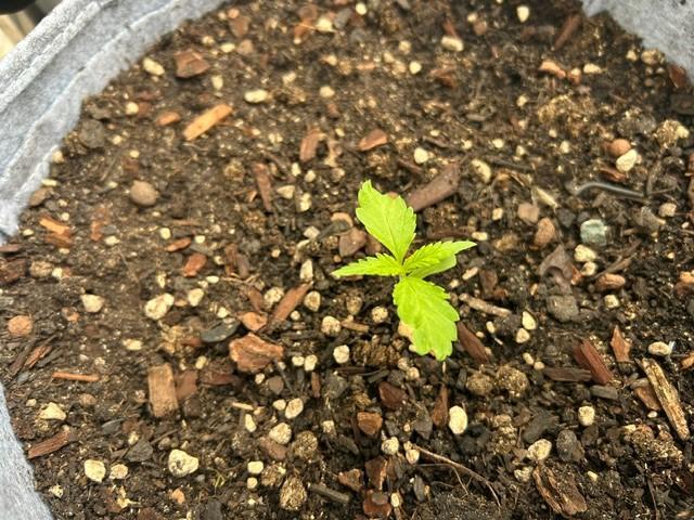 Desert Skunk. Week 3