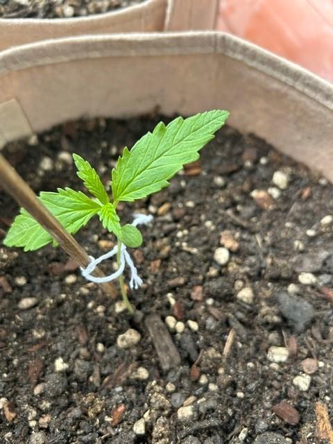 Desert Skunk. Week 3