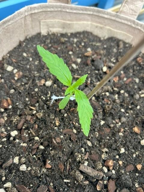 Desert Skunk. Week 3