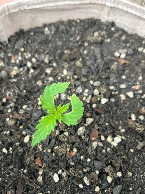 Desert Skunk. Week 3