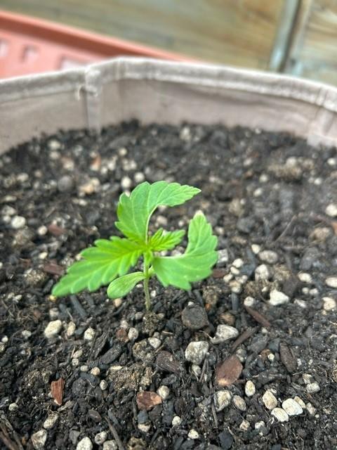 Desert Skunk. Week 3