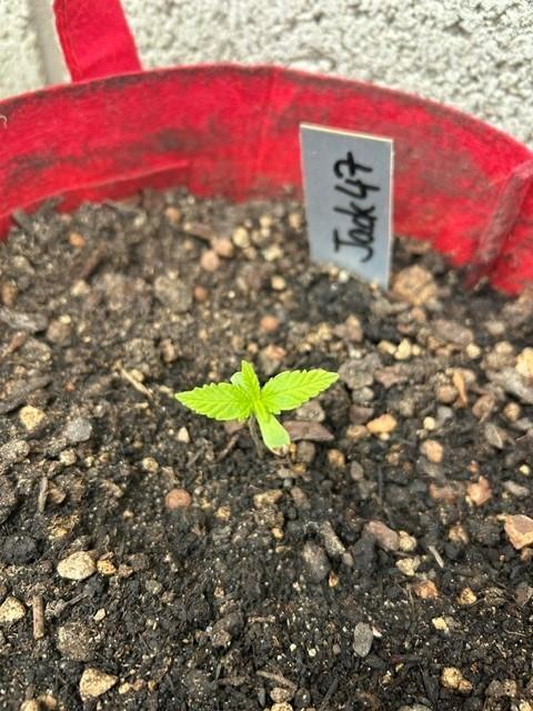 Jack 47 XL Auto. Week 2