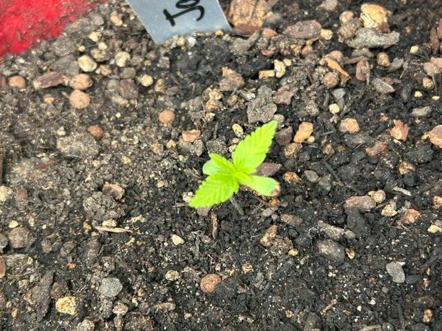 Jack 47 XL Auto. Week 2