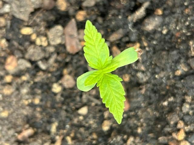 Jack 47 XL Auto. Week 2