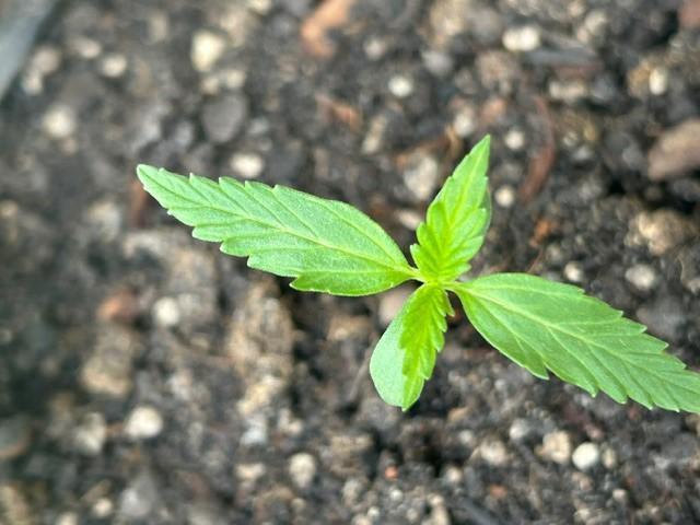 Auto Cocopopo Outdoors. Week 1