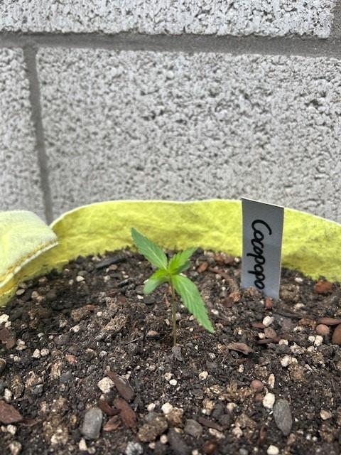 Auto Cocopopo Outdoors. Week 1