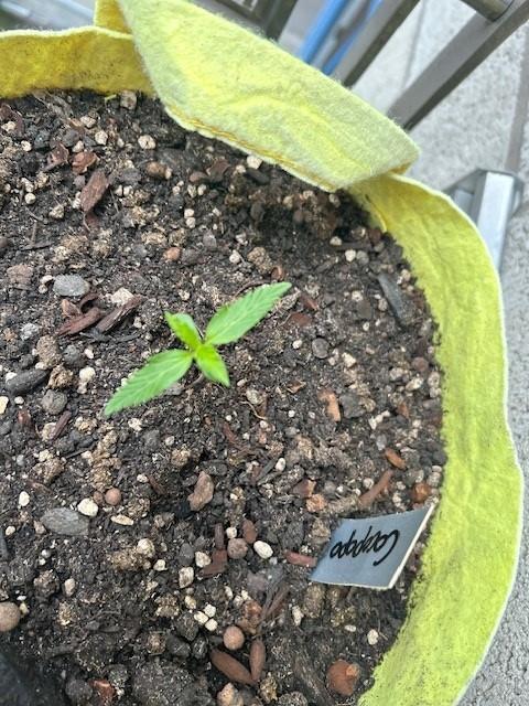 Auto Cocopopo Outdoors. Week 1