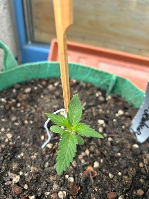 Permanent Jealousy XL Auto. Week 1