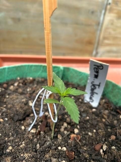 Permanent Jealousy XL Auto. Week 1