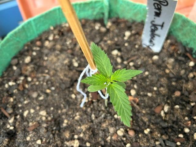 Permanent Jealousy XL Auto. Week 1