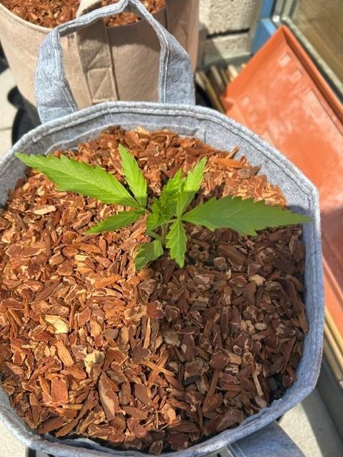 Desert Skunk. Week 4