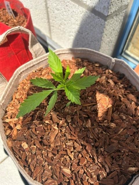 Desert Skunk. Week 4