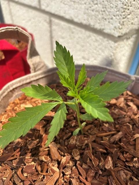 Desert Skunk. Week 4