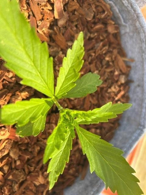 Desert Skunk. Week 4