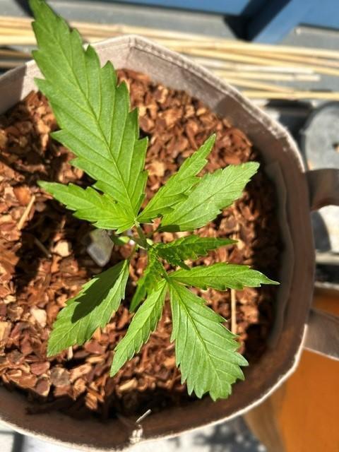 Desert Skunk. Week 4