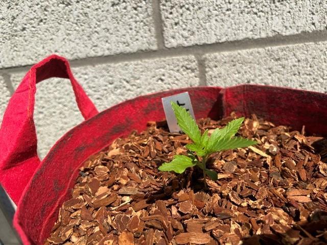 Jack 47 XL Auto. Week 3