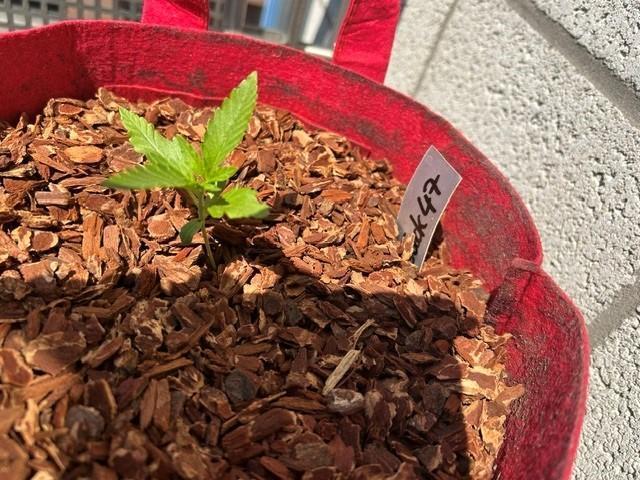 Jack 47 XL Auto. Week 3