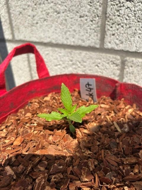 Jack 47 XL Auto. Week 3