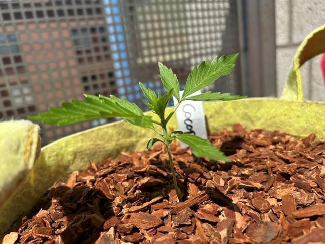 Auto Cocopopo Outdoors. Week 2