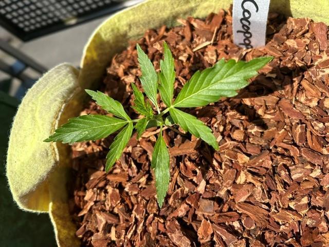 Auto Cocopopo Outdoors. Week 2