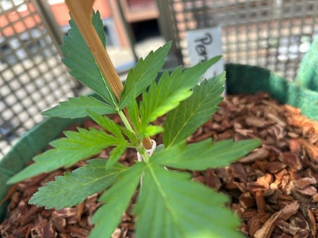 Permanent Jealousy XL Auto. Week 2