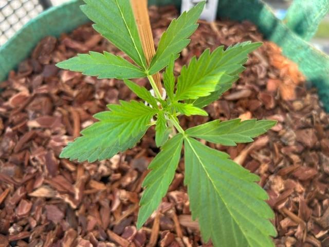 Permanent Jealousy XL Auto. Week 2