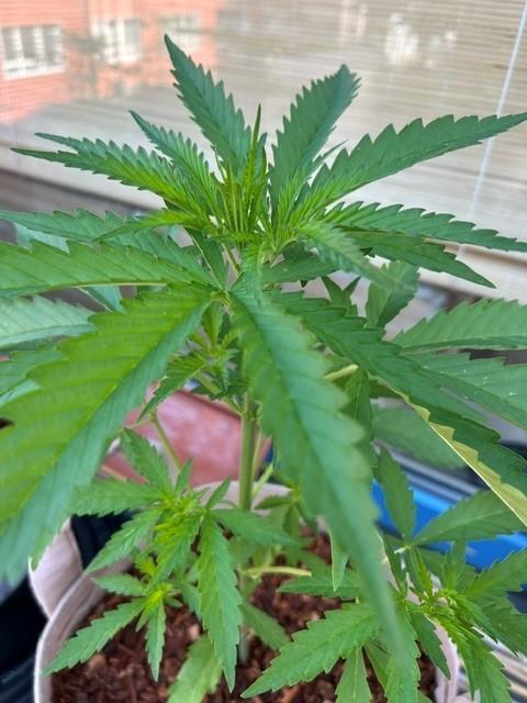 Desert Skunk. Week 5