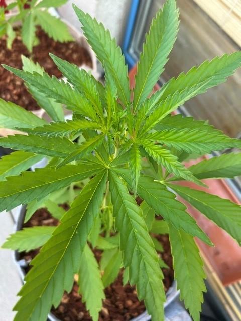 Desert Skunk. Week 5