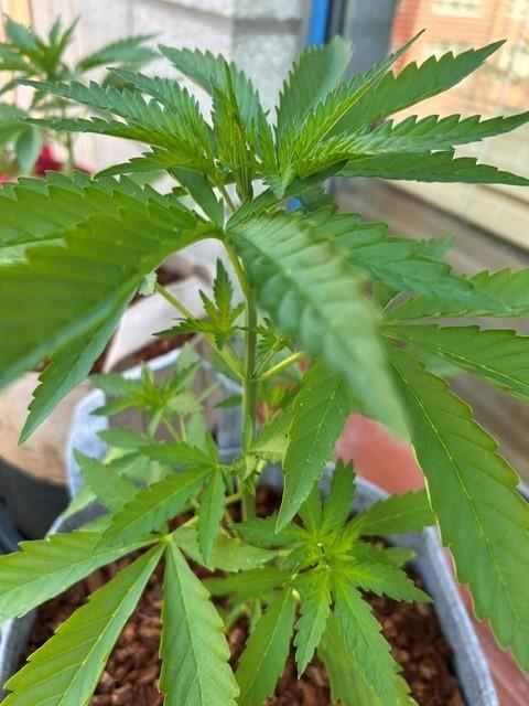 Desert Skunk. Week 5