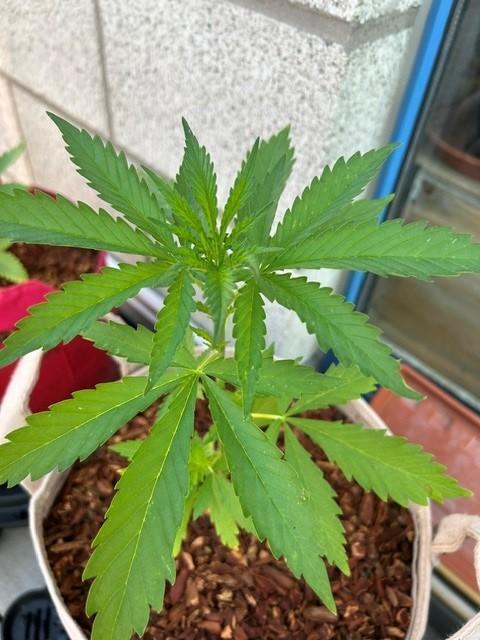 Desert Skunk. Week 5