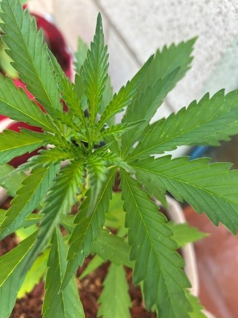 Desert Skunk. Week 5