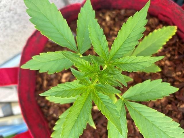 Jack 47 XL Auto. Week 4