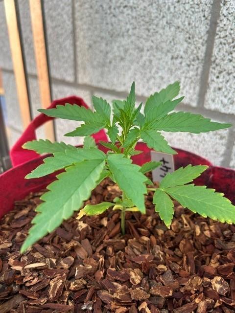Jack 47 XL Auto. Week 4