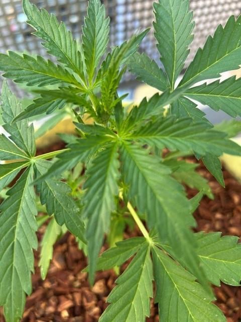 Auto Cocopopo Outdoors. Week 3