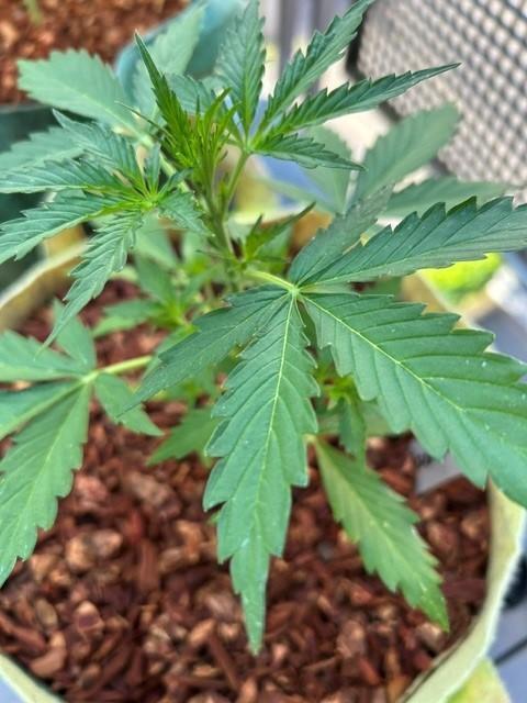 Auto Chocolope aka Auto Cocopopo. Week 3