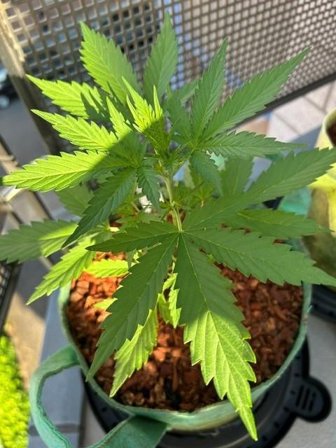Permanent Jealousy XL Auto. Week 3