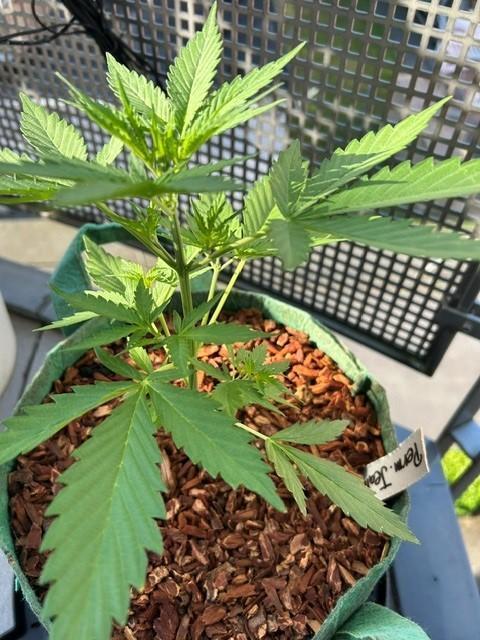 Permanent Jealousy XL Auto. Week 3