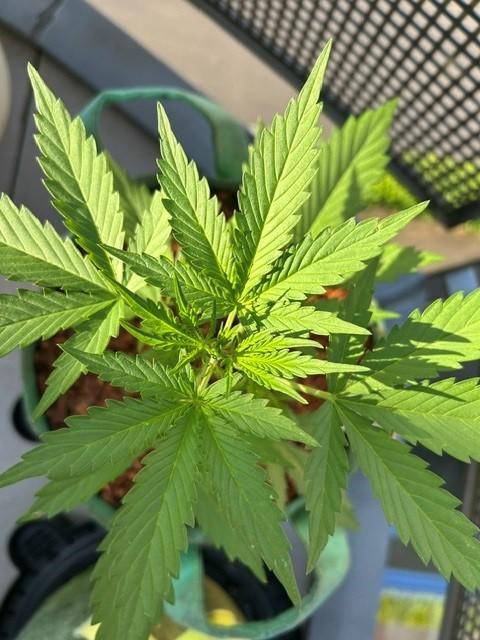 Permanent Jealousy XL Auto. Week 3