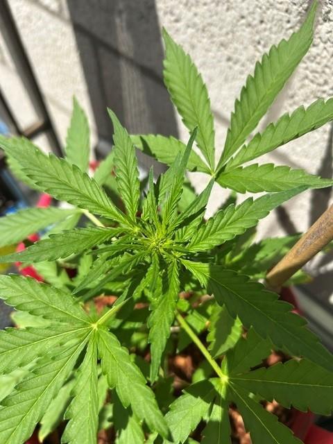 Jack 47 XL Auto. Week 5