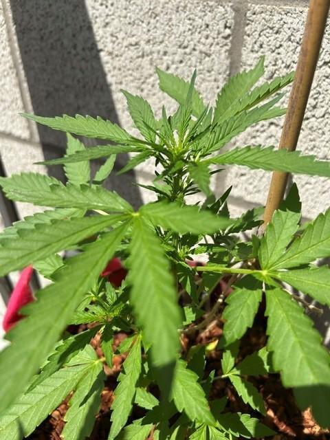 Jack 47 XL Auto. Week 5