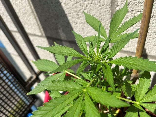 Jack 47 XL Auto. Week 5