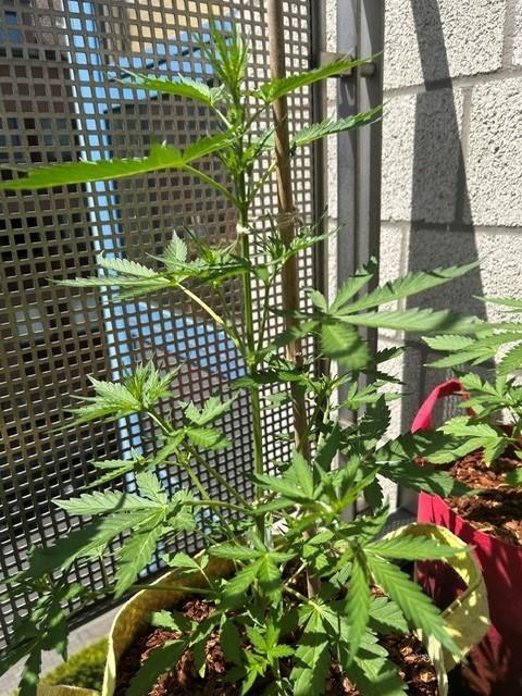 Auto Cocopopo Outdoors. Week 4