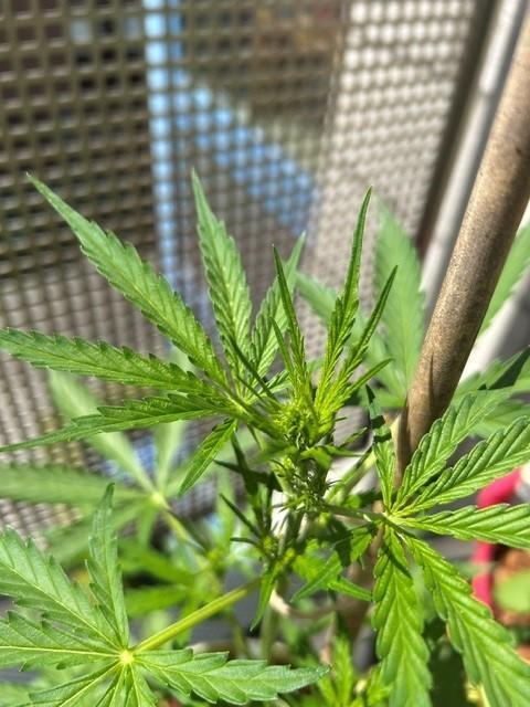 Auto Cocopopo Outdoors. Week 4