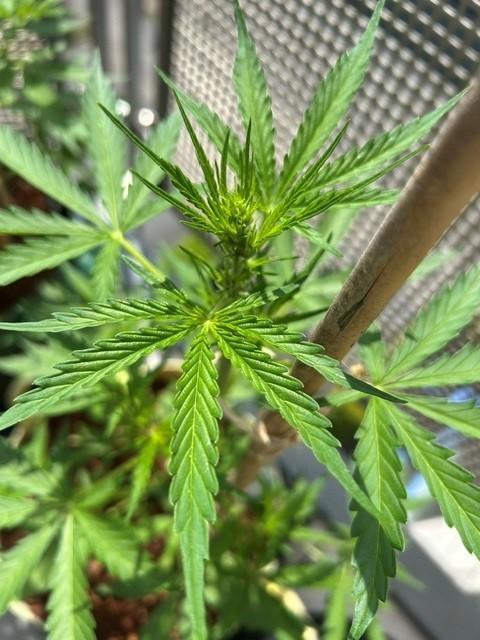 Auto Cocopopo Outdoors. Week 4